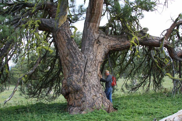 Big Tree - Meeks