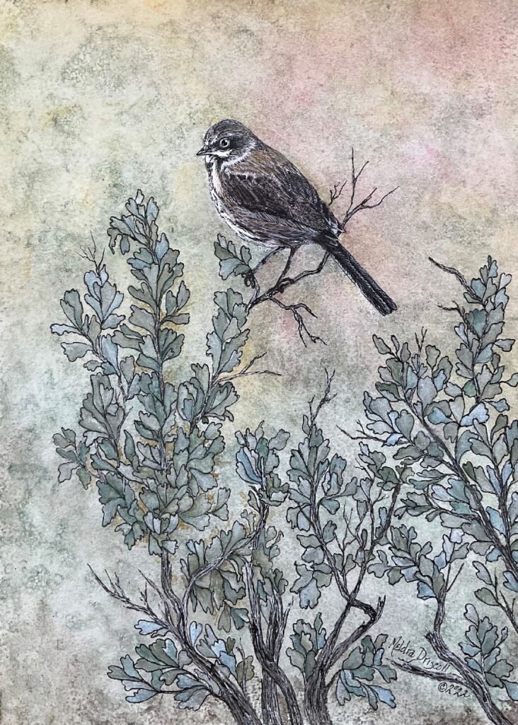  Sage Sparrow 9” x 12”, watercolor with pen