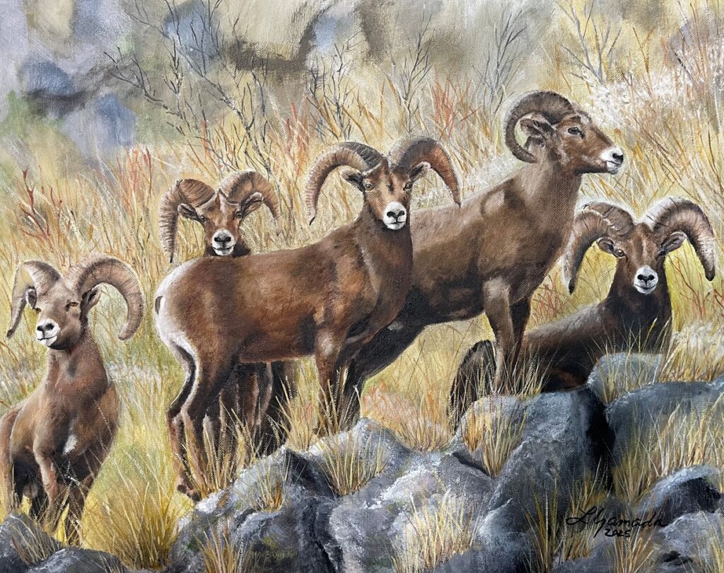 Shrub Steppe Bighorns